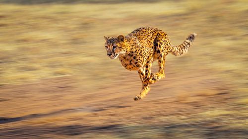 Rennende Cheeta (Acinonyx jubatus)