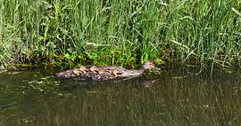 In formation swimming mother duck with her ducklings by Miny'S