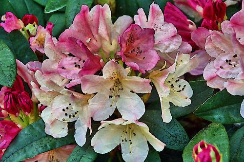 Rhododendron bloemen