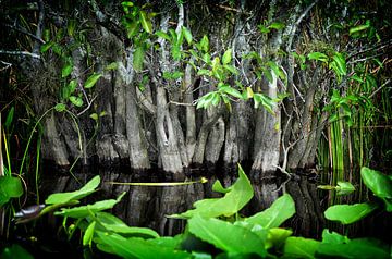 Forêt de mangroves sur marlika art