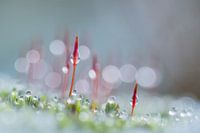 Drops