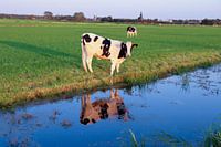 Kuh mit Spiegelbild im Wasser