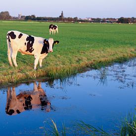 Vache avec un miroir dans l'eau sur Wouter van den Broek