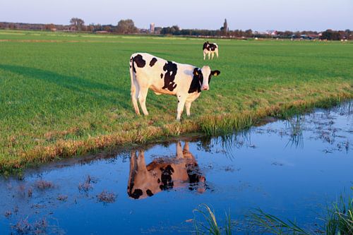 Kuh mit Spiegelbild im Wasser