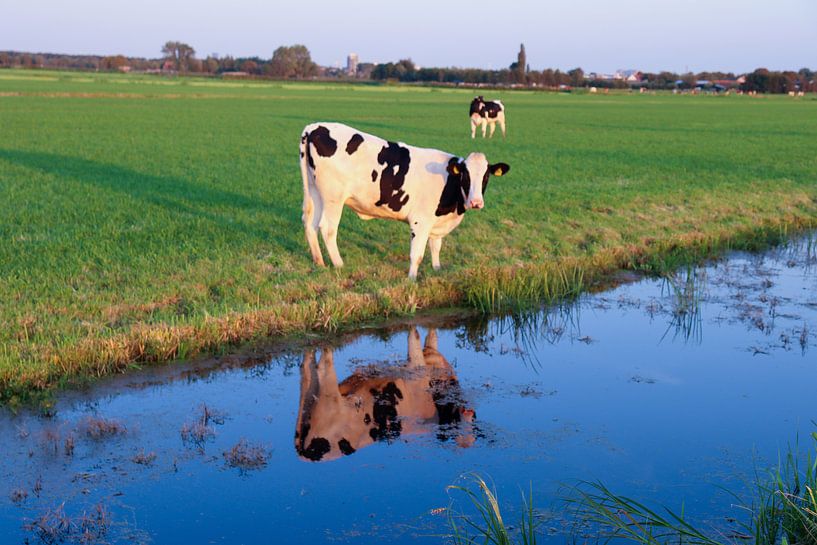 Kuh mit Spiegelbild im Wasser von Wouter van den Broek