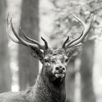 Hirsch