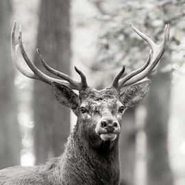 Hirsch von Wildpix imagery