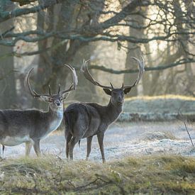 Fallow deer in nature reserve by Dirk van Egmond