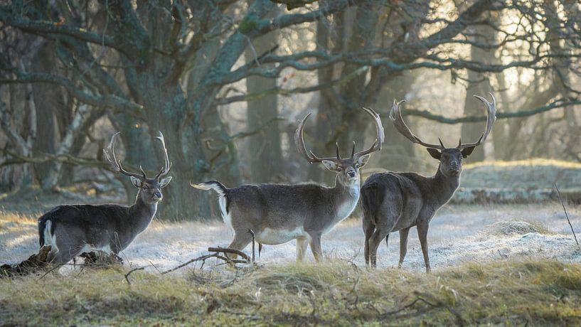 Fallow deer in nature reserve by Dirk van Egmond