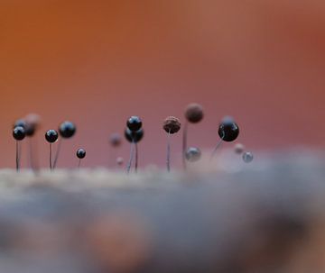 Strange world by Angelique Raaijmakers