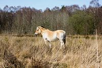 paard