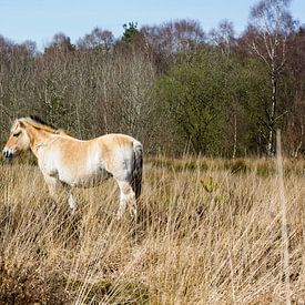 paard van Arno Photo