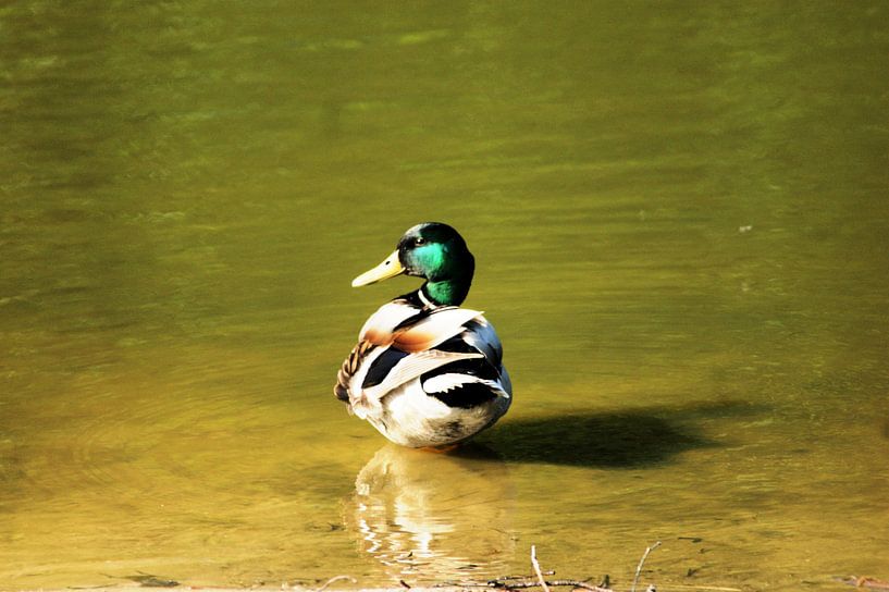 Duck by Paul Hinskens