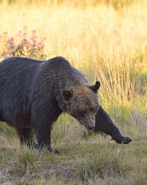 Brauner Bär, der durch die Wiese läuft von Maarten van der Weide