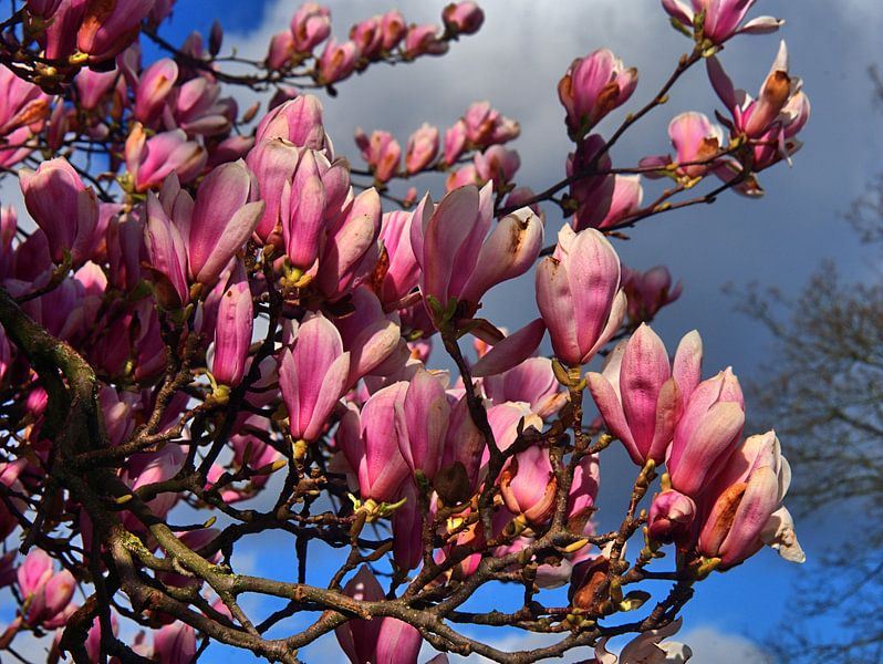 Fleur de magnolia par Edgar Schermaul