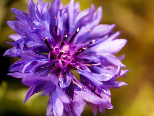 Paarse Korenbloem Close-up Macro Fotografie