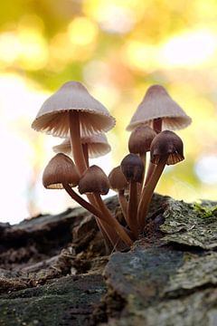 atmospheric photo of mushrooms in a forest by W J Kok
