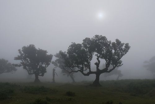Mystiek fanal forest Madeira