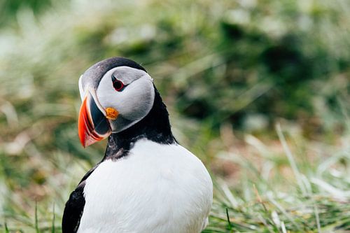 Puffin Iceland