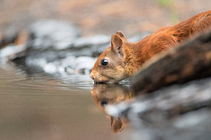 Eichhörnchen Teil 1