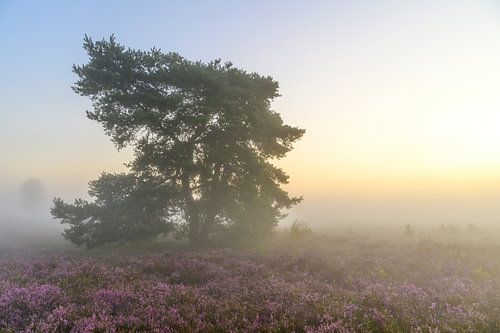 Zonsopgang boven een heidelandschap