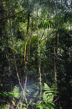 Ponts suspendus d’Arenal – Parc Mistico
