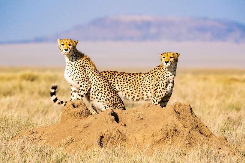 Cheetah's peeking horizon in search of prey by Nico van Velden