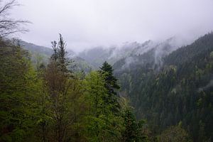 Blick auf den Nationalpark Schwarzwald