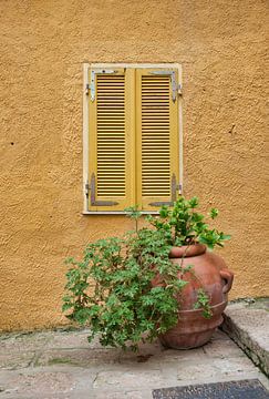 yellow painted wall with plant in vase