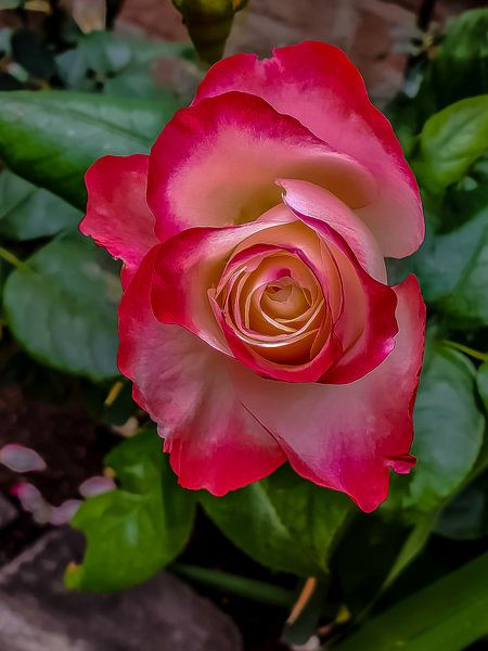 Rose, Vianen, The netherlands van Maarten Kost