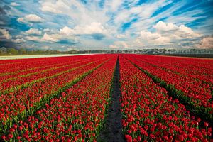 Tulpenfelder in den Niederlanden