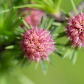 Flowering larch in spring by Ulrike Leone