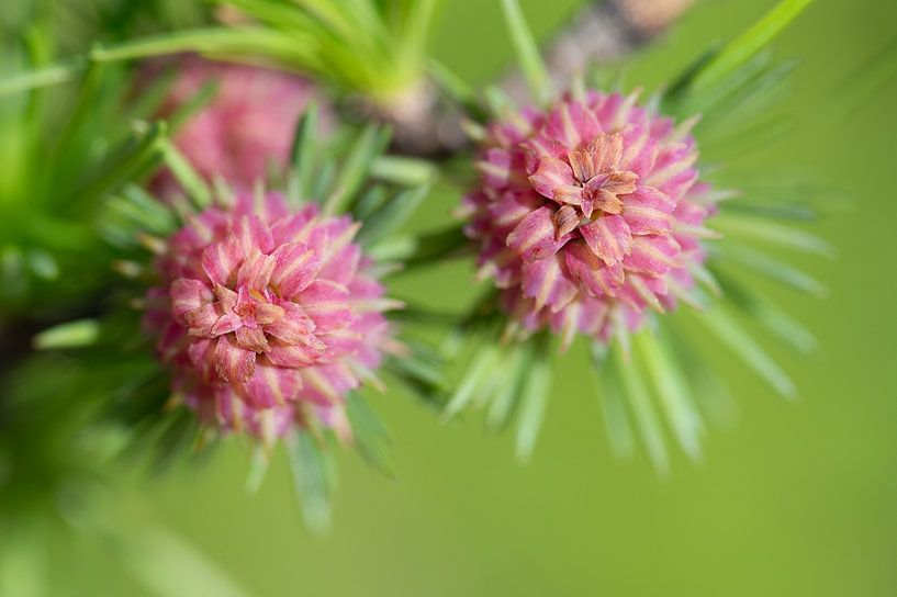 Bloeiende lariks in de lente van Ulrike Leone