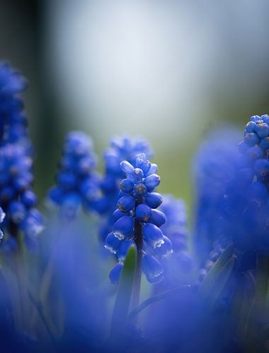 Close-up van druifhyacinten in Jena