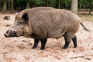 Wild zwijn