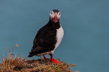 puffin by Patricia Van Roosmalen