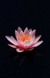 Malerische schöne Seerose von Thomas Jäger