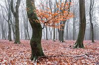 Winter leaves