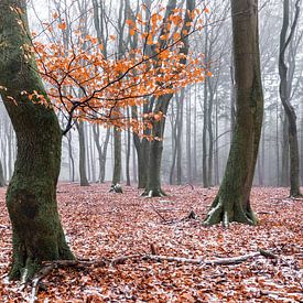 Winterliche Blätter von Tristan Lavender