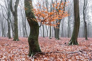 Winter leaves by Tristan Lavender