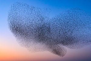 Starling murmuration during sunset