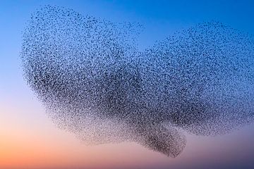 Spreeuwen tijdens zonsondergang van Sjoerd van der Wal Fotografie