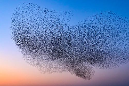 Spreeuwen tijdens zonsondergang