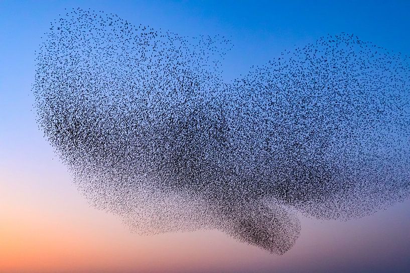 Starling murmuration during sunset by Sjoerd van der Wal Photography