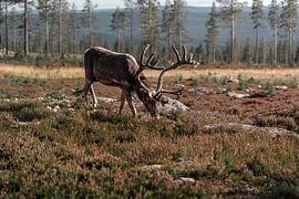 Der König der Heide | Majestätisches Rentier im skandinavischen Hochland von Dylan Winter Visuals