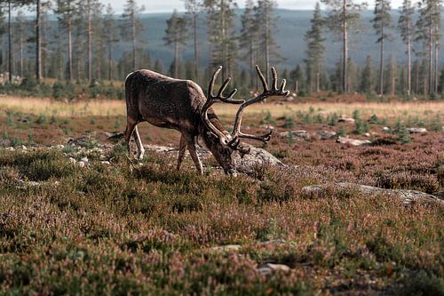 Le roi de la lande | Le majestueux renne des hauts plateaux scandinaves