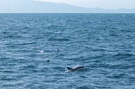Dolphin, Auckland, New Zealand by Nynke Altenburg thumbnail