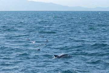 Delphin, Auckland, Neuseeland von Nynke Altenburg