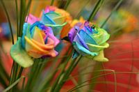 Regenboog Roos