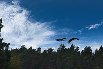 Kraanvogels vliegen over een bos van Martin Köbsch
